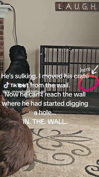Dog Sulking After Crate Moved