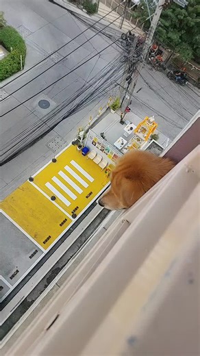 Playful Dog Peeking from Balcony in Urban Setting
