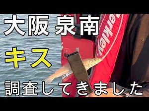 【キス釣り】６月末 大阪湾・泉南のキス