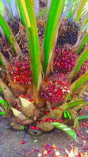 Oil Palm Seedlings for 1000% Profit – Green Hybrid Plantations