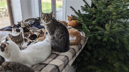 We Are Operating Romania’s Largest Shelter With Over 350 Cats, And We Are In Desperate Need Of Help