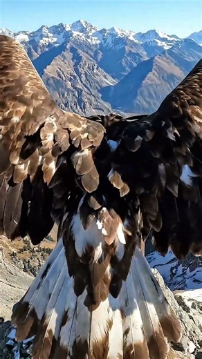 I Put a GoPro on an Eagle! (Epic Golden Eagle Flight POV) 🦅