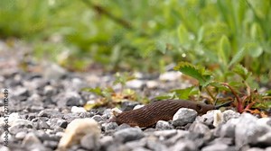 Close up shot of a brown slug crawling from the left and exiting the frame on the right. Very fast, time lapse shot.