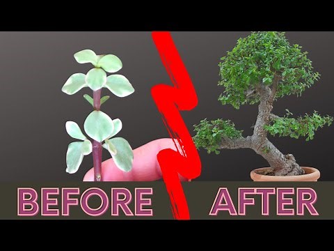 Portulacaria Afra Care & Bonsai Propagation~ Dwarf Jade ~Elephant Bush ~ Project No.1