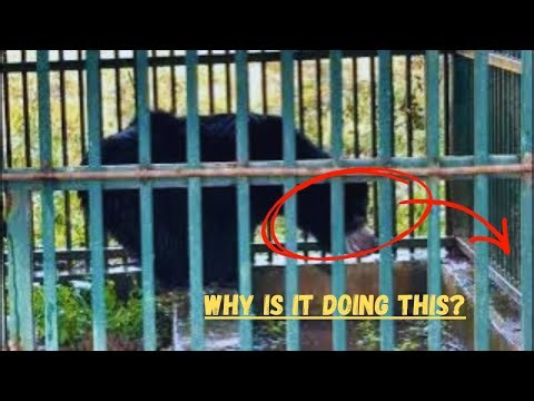 Why Is This Black Bear Repeating the Same Movements?