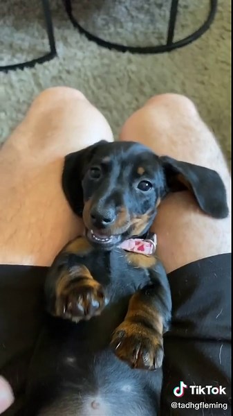 That's Just My Baby Dog: Meet Daisy Stone Doggy