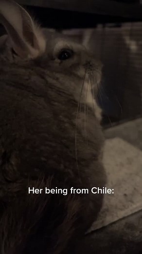 Ms.Chia #fyp #foryou #chinchilla #diceroll