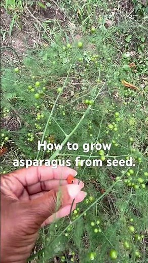 How to grow asparagus from seed.