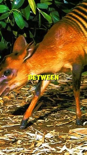 2.9K views | The zebra duiker (Cephalophus zebra) #nature #animals #wildlife | Dare to know | Facebook