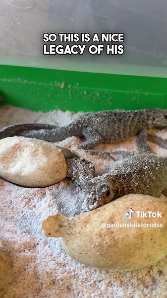 Baby Rhinoceros Iguanas Hatching - Nature's Newest Babies