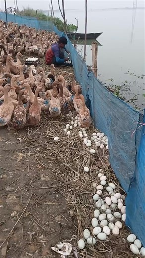 Duck Harvest Video 2025 #duck #video #harvest | Destin Tolbert