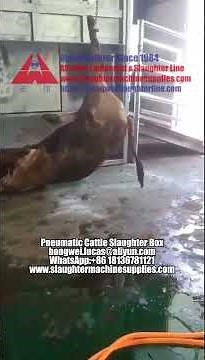 Efficient Pneumatic Cattle Slaughter Box | Modern Slaughterhouse Equipment Demo