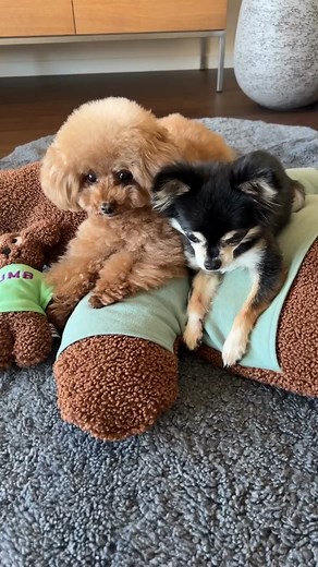 186K views · 740 reactions | Enabot ROLA Mini-Whole House Mobile Monitoring Camera Remote Control home Electronic Security Monitoring Smart Home Elderly Children pet Camera Order here ➡️ https://s.lazada.com.ph/s.qisSh?cc | Paws & Tails | Facebook