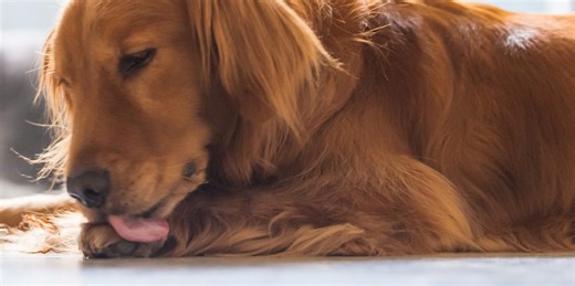 Why do dogs lick their paws and what does it mean?
