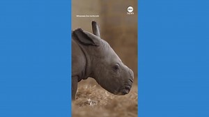 UK zoo welcomes newborn southern white rhinoceros