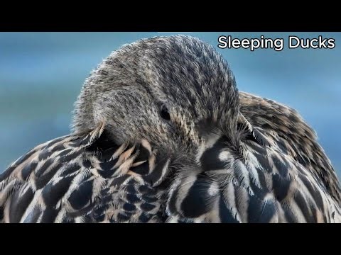 Sleeping Ducks 🦆 | Calm Nature ASMR for Deep Relaxation (No Talking)