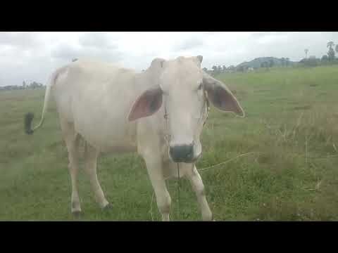 Peaceful cow vibes 🐄✨ Sit back and enjoy this calming farm scene