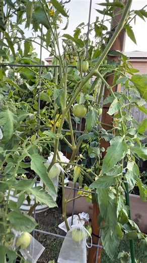 How I Protect My Tomatoes from Birds! | Texas Garden Guy