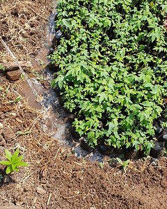 3.2K views · 180 reactions | REUSING & RECYCLING. These Papaya...