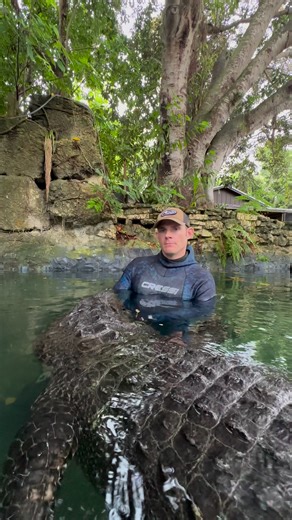 How does a gator float??? With air…in the lungs! 😂😂 I’ve had a lot of people asking this one, there’s no crazy answer, they just puff up with air 😂. ~~~You can come swim with me and Casper! If you want to come join you can book online now, go to www.crocodilechris.com Let me know if you want to go! Observation and photos only at @evergladesoutpost and tour participants are separated from gators by safety fence. Wetsuit by @cressi1946 #Educational #EducationalVideo #AnimalEducation #Educationa