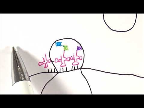 AS Biology - Translation (OCR A Chapter 3.10)