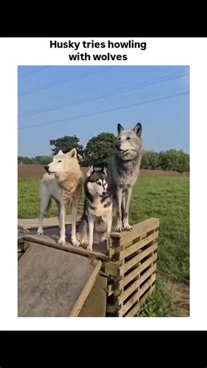 Nature on Instagram: "The video captures a Siberian Husky awkwardly attempting to join two larger, wolf-like canines in a synchronized howl atop a wooden platform in a grassy field, its yip-like call standing out against their deeper tones for comedic effect. - Shared by @AMAZlNGNATURE, a popular account curating animal discovery content, the post exploded to over 960,000 views and 31,000 likes in under 24 hours, drawing replies with similar interspecies vocalization clips. - Huskies retain howl