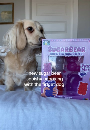 mom’s new obsession is fidgets so i’m now the fidget dog #fidgets #squishy #dachshund #funny #needoh