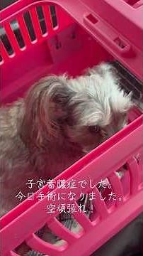 子宮蓄膿症緊急手術#子宮蓄膿症#ミニチュアシュナウザー #空頑張れ