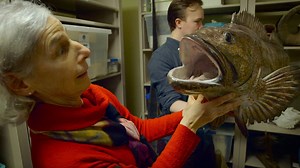 1.6K reactions · 1K shares | If you have a library card to the Alaska Resources Library and Information Services in Anchorage, Alaska, you can check out a walrus skull just as you would a book. Just be sure to have it back in two weeks. | Great Big Story | Facebook