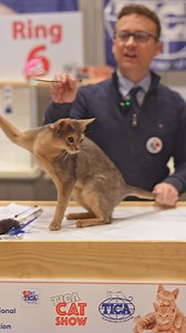 Meet the Abyssinian—a cat breed like no other! With their sleek, elegant bodies and strikingly expressive faces, Abyssinians are truly mesmerizing. Known for their boundless energy and playful nature, these cats love to interact with their humans, turning every moment into an adventure. 🐾 If you’re looking for a companion who’s not only stunning but also full of life and personality, an Abyssinian might just be your perfect match! Have you ever met one, or are you lucky enough to have one in yo