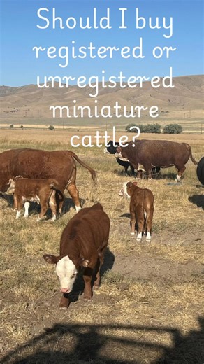 Registered vs unregistered miniature cattle. Registered miniature Herefords are verified through a breed association like the American Hereford Association (AHA), ensuring bloodline purity, verified age, and genetic information, which is crucial for breeding and showing. Unregistered miniature Herefords lack this official pedigree, but are suitable for beef production or as pets at a lower cost. The choice depends on your purpose: breeding and showing favor registration, while meat production or