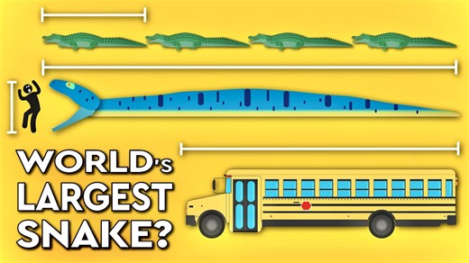 Huge facts about the largest snakes that ever existed