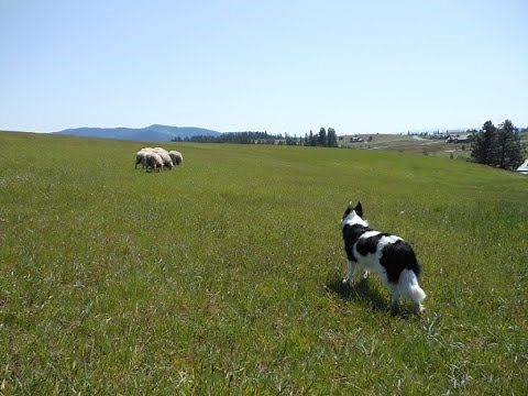 How to Drive/Move Stock Demo -- Part 3 -- Herding Dog Training -- Field Sheep Work-- Border Collie