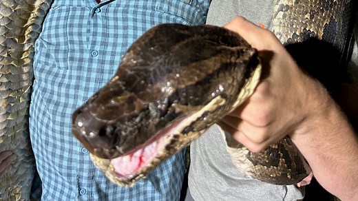 Burmese pythons in Florida: What to do if you catch one, how much state will pay you