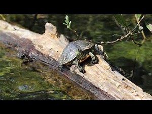 Neighborhood Nature: Red-Eared Sliders