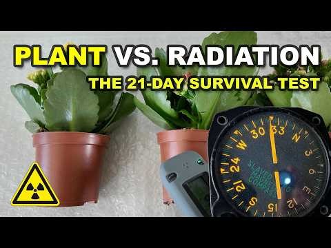 Plant vs Radiation: Will It Survive?