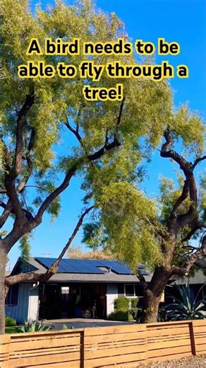 Perfect trim on Pepper tree.