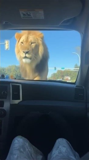 Help me #memes #funny #audio #sound #comedy #helpme