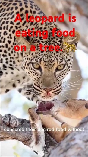 A leopard is eating food on a tree.🦌🐆🌲 #animals #shorts #Tiger