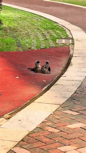 A Sparrow's Journey of Hope and Kindness