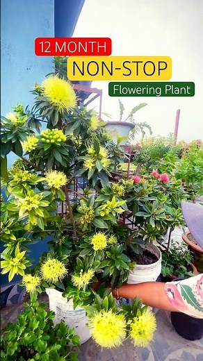 Golden Penda & Red Penda: The Plants That Bloom 365 Days a Year #GardenGoals #Shorts