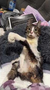 Cats.exe Has Stopped Working 💾⚠️ Glitch in the Matrix! #shorts