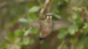 47K views · 1.8K reactions | To fuel its heart and wings, a hummingbird eats 4-8 times an hour. The mechanisms that enable the bird to consume several times its body weight in nectar each day are revealed in this unforgettable study of biological engineering and intelligent design. For Free Access To More Films and Resources Visit https://thejohn1010project.com/sign-up.html | Creation Sabbath | Facebook