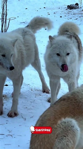 Fury and Colt Arctic wolves