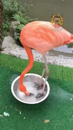 the funniest birds around the world pt3 🦜😂 #funny #birds #cute