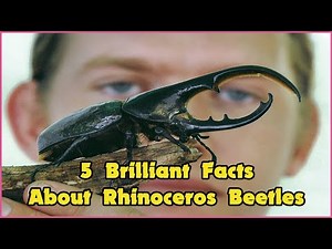 5 Brilliant Facts About Rhinoceros Beetles