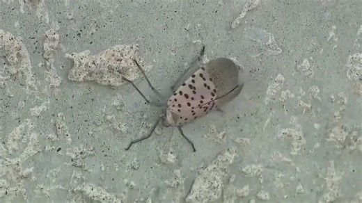 Spotted lanternfly continues spread across U.S., Georgia