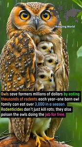 Owls save farmers | Amazing World
