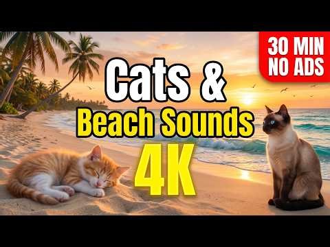 Cats & Beach Sounds 🐱🌊30 Min Relaxing Beach ASMR for You and Your Cat #cat #catasmr #peacefulwaves