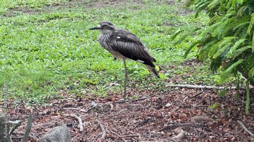 Queensland, Australia. A bush stone-curlew – Burhinus grallarius – senses a presence and freezes perfectly still on one leg. This australian bird uses immobility and camouflage as a defense.